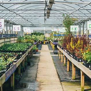 Iraq Palm trees at Bill Ingram Nursery
