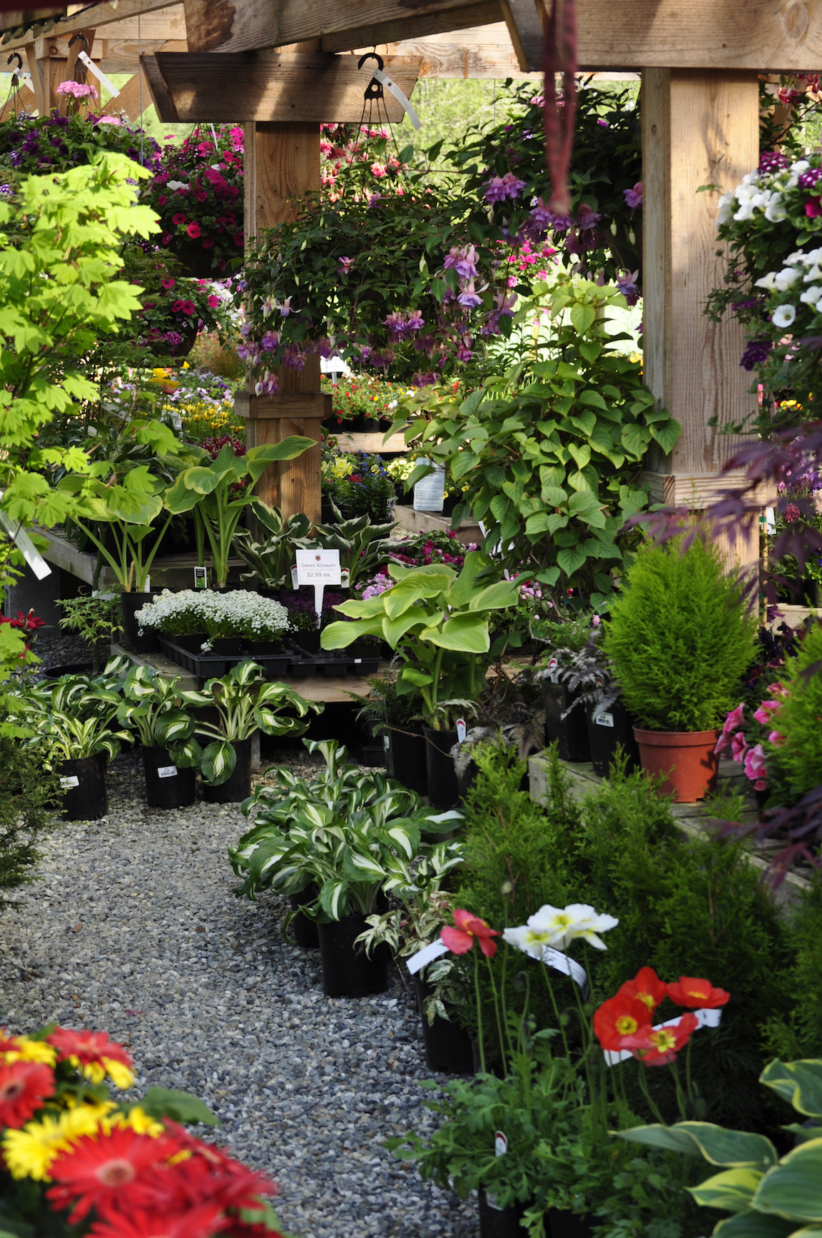 Ground level view of potted plants and perennials